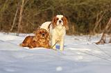 CAVALIER KING CHARLES 450